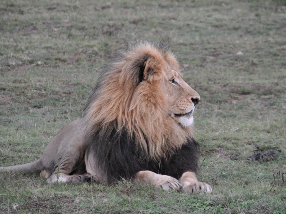 Ein Löwe liegt entspannt auf Gras