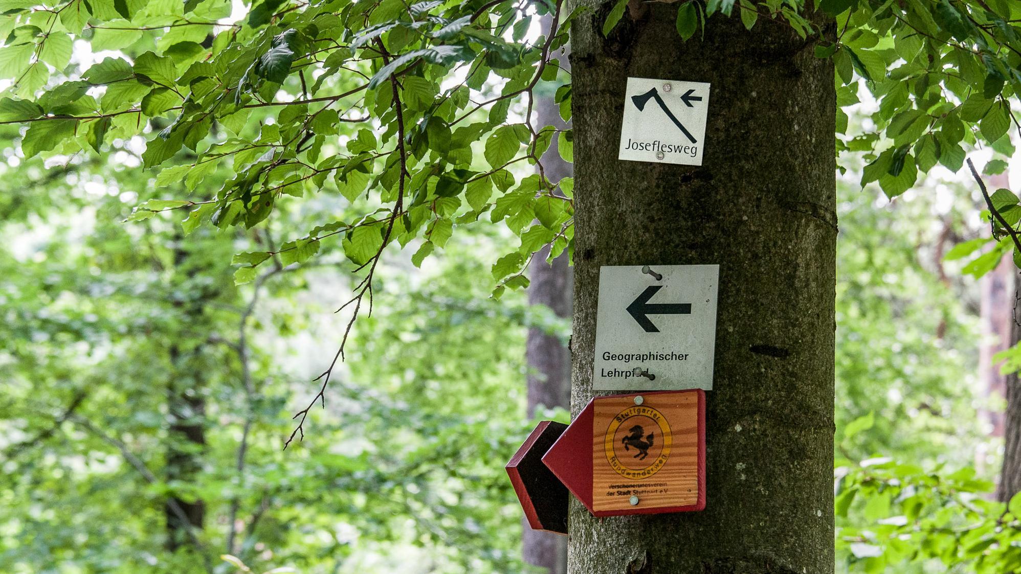 Ein Baum mit einer Wegemarkierung des Joseflesweg.