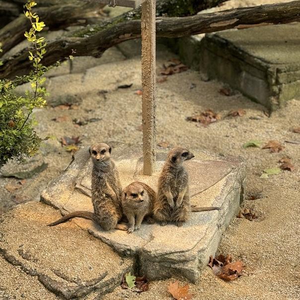 Erdmännchen in der Wilhelma