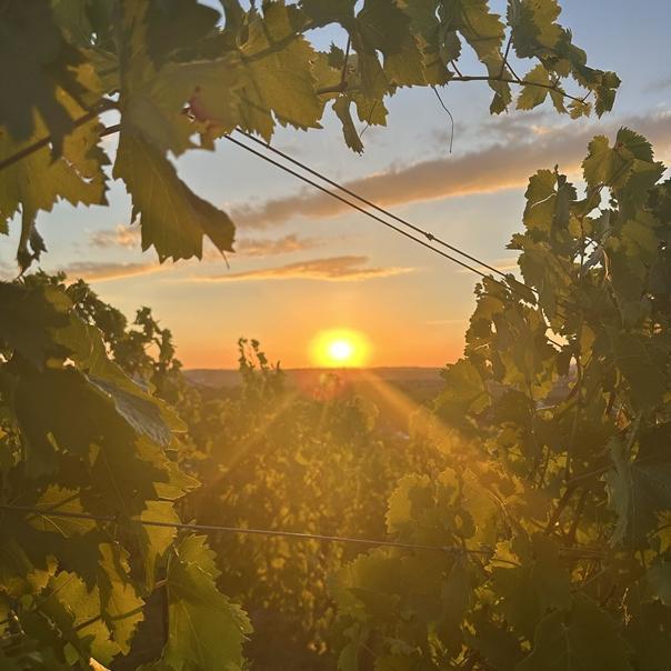 Aufnahme eines Sonnenuntergangs im Herbst im Weinberg