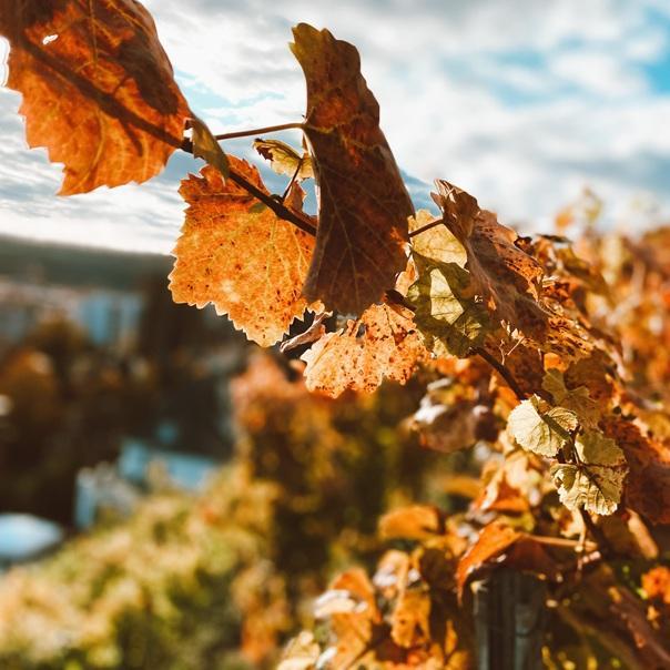 rot gefärbtes Herbstlaub im Weinberg