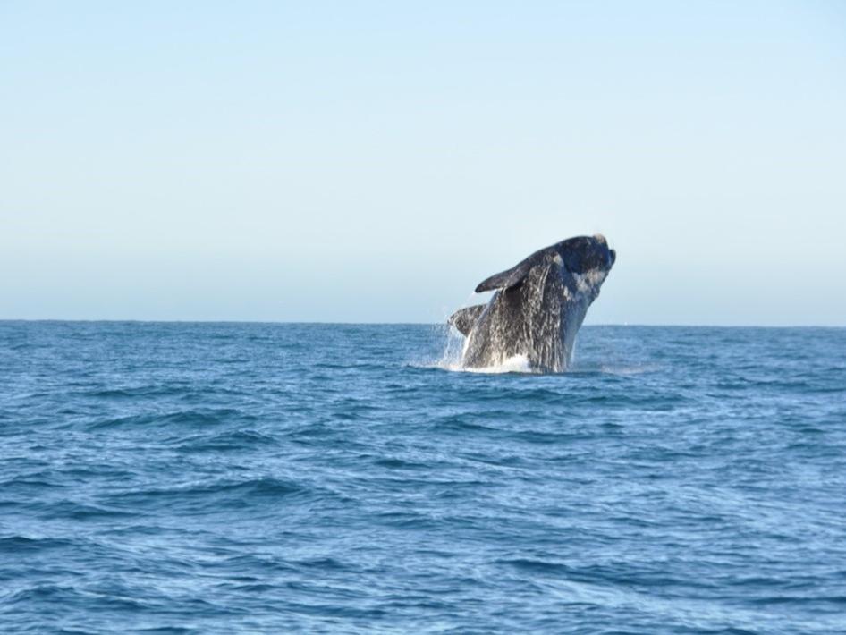 Ein Wal springt halb aus dem Meer