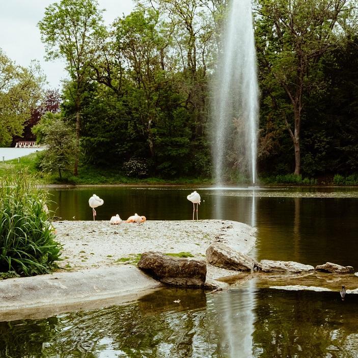 Der Flamingoteich am Killesberg.