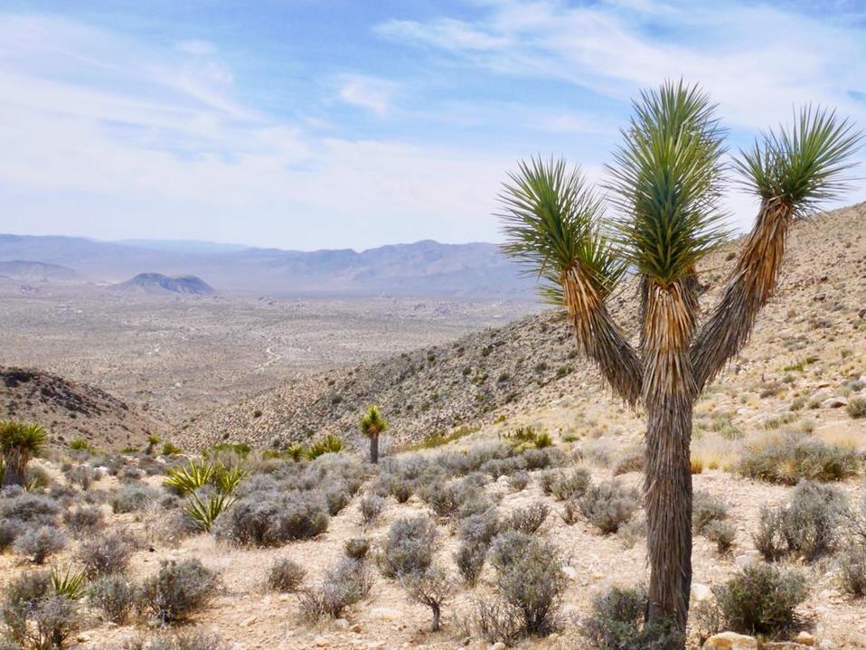Einzelner Kaktus steht in einer kargen Wüstenlandschaft