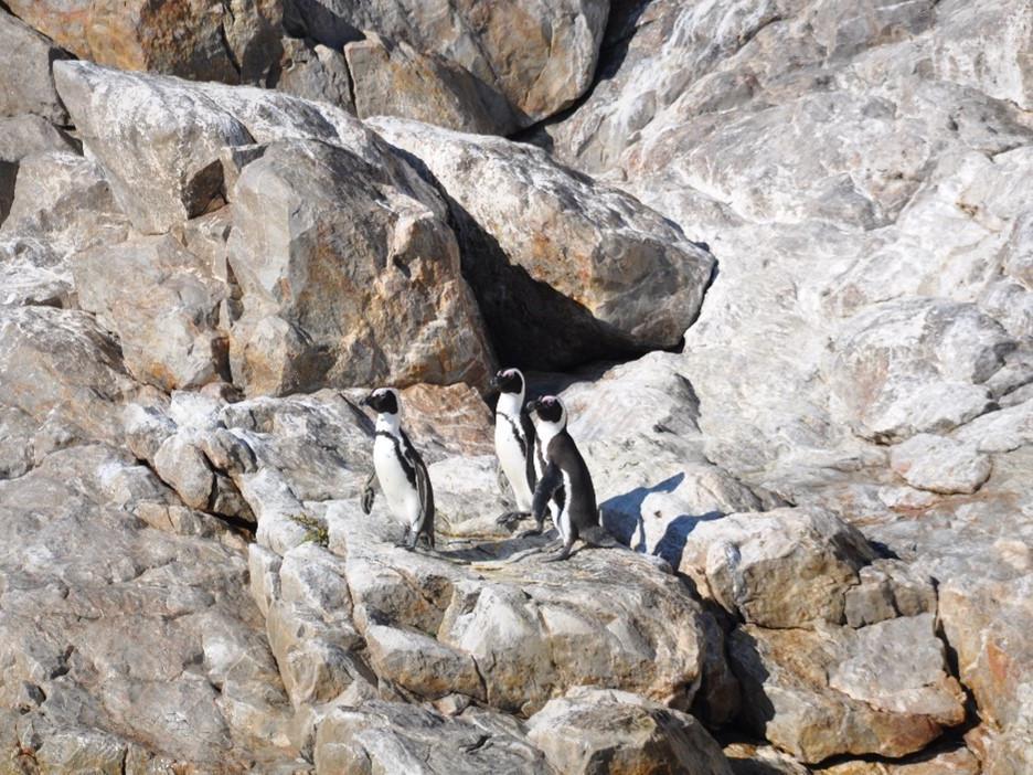 Drei Pinguine stehen auf einer felsigen Klippe